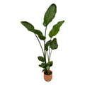 Strelitzia nicolai (weiße Paradiesvogelblume) im Vibes Fold Round-Übertopf rosa – Ø 18 cm, 100 cm hoch