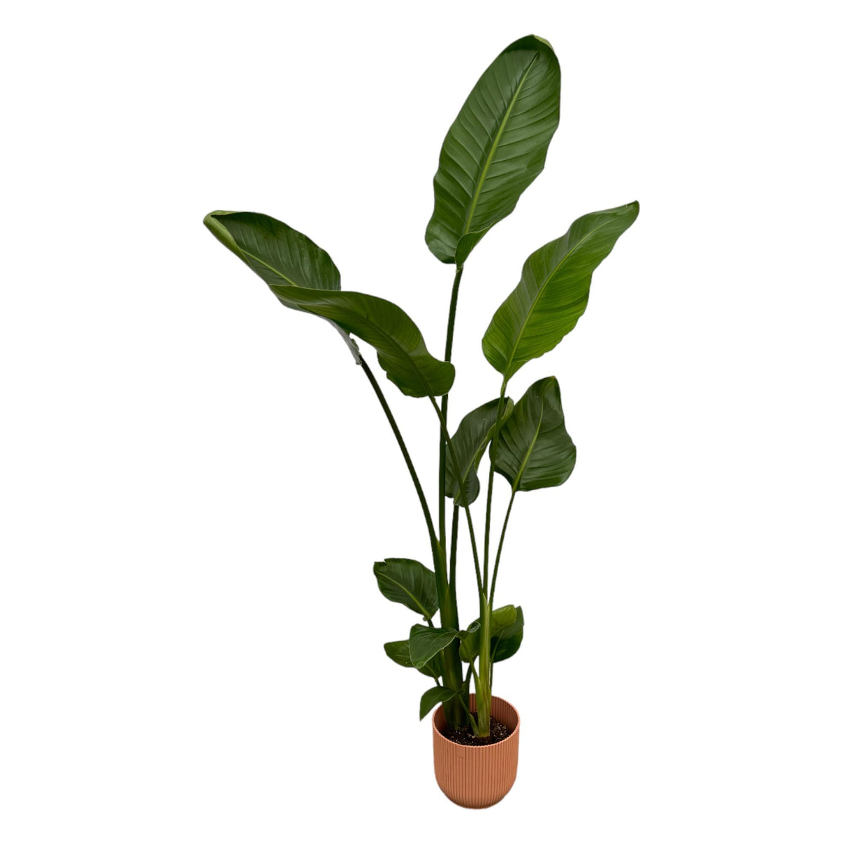 Strelitzia nicolai (weiße Paradiesvogelblume) im Vibes Fold Round-Übertopf rosa – Ø 18 cm, 100 cm hoch