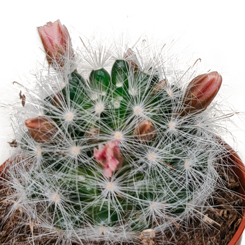5× Cactus mix (Cactaceae) sans pot décoratif – Ø6 cm, 13 cm de haut – photo 6