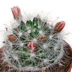 5× Cactus mix (Cactaceae) sans pot décoratif – Ø6 cm, 13 cm de haut