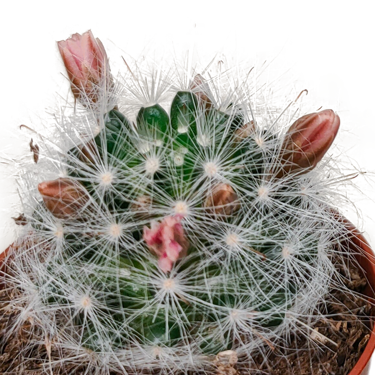 5× Cactus mix (Cactaceae) sans pot décoratif – Ø6 cm, 13 cm de haut – photo 6