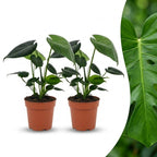2× Monstera deliciosa (plante percée) – Ø12 cm, 30 cm de haut