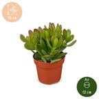 6× Crassula ovata (Jade-Pflanze) – Ø 12 cm, 16 cm hoch