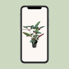 Ctenanthe Setosa (visgraatplant) – Ø17 cm, 60 cm hoog