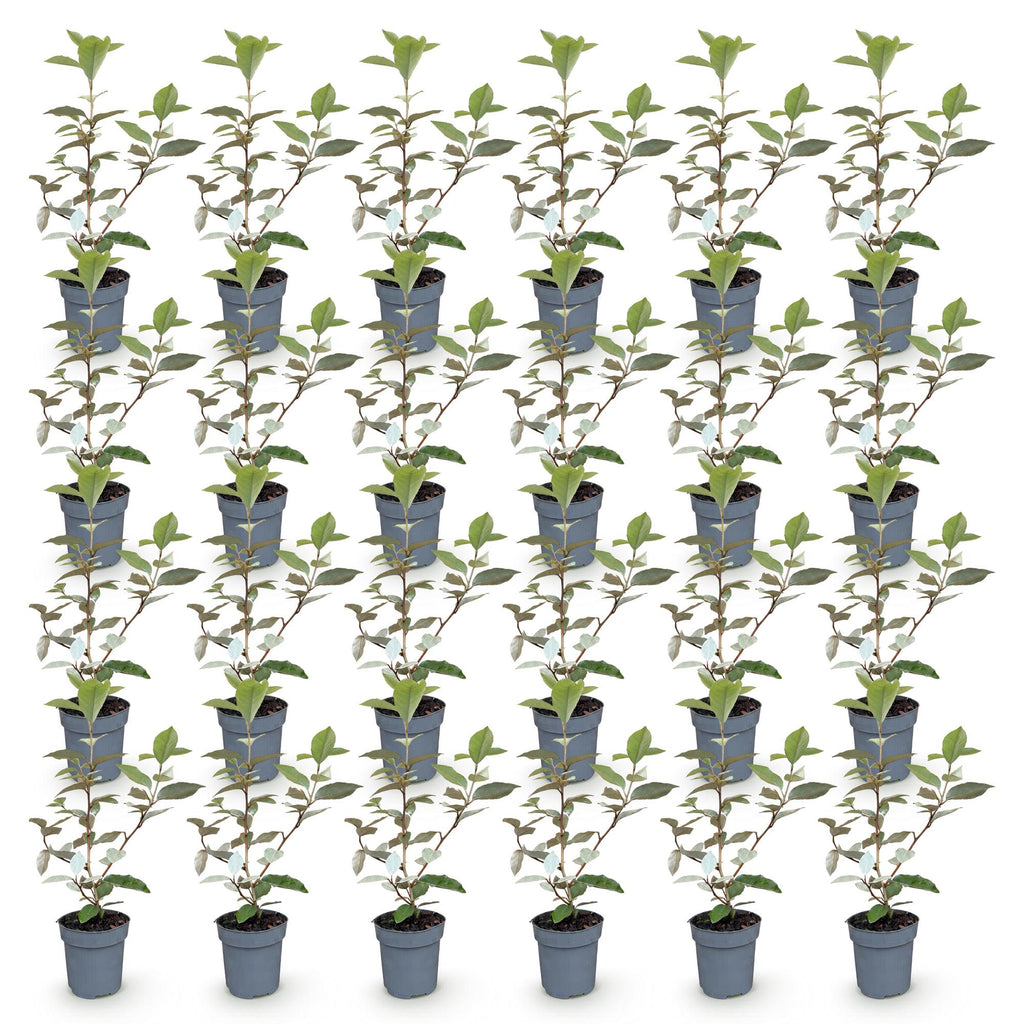 Olive willow (Elaeagnus) – 24 plants, Ø9 cm, 25–35 cm high – photo 2