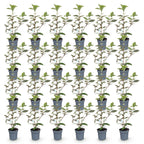 Olive willow (Elaeagnus) – 24 plants, Ø9 cm, 25–35 cm high