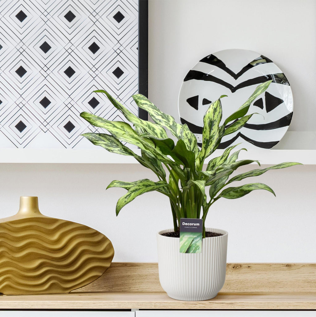 Aglaonema Juliette – Ø12 cm, 40 cm hoog