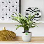 Aglaonema Juliette – Ø12 cm, 40 cm hoog