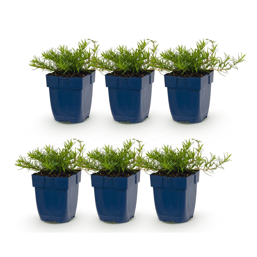 Phlox 'Benita' (Leitkraut) – blau – 6 Pflanzen, Ø11 cm, 15–25 cm hoch – Bild 2