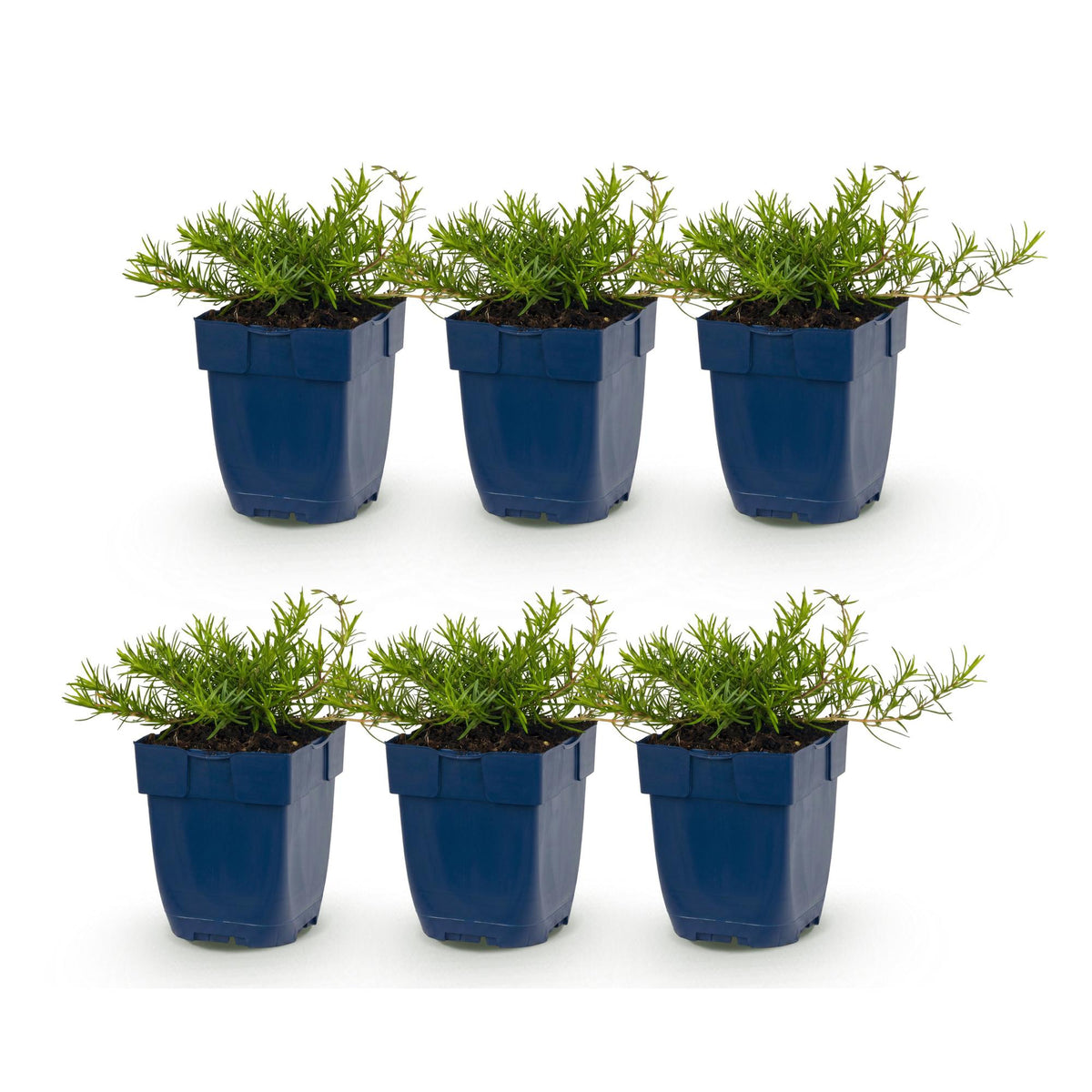 Phlox 'Benita' (Leitkraut) – blau – 6 Pflanzen, Ø11 cm, 15–25 cm hoch – Bild 2