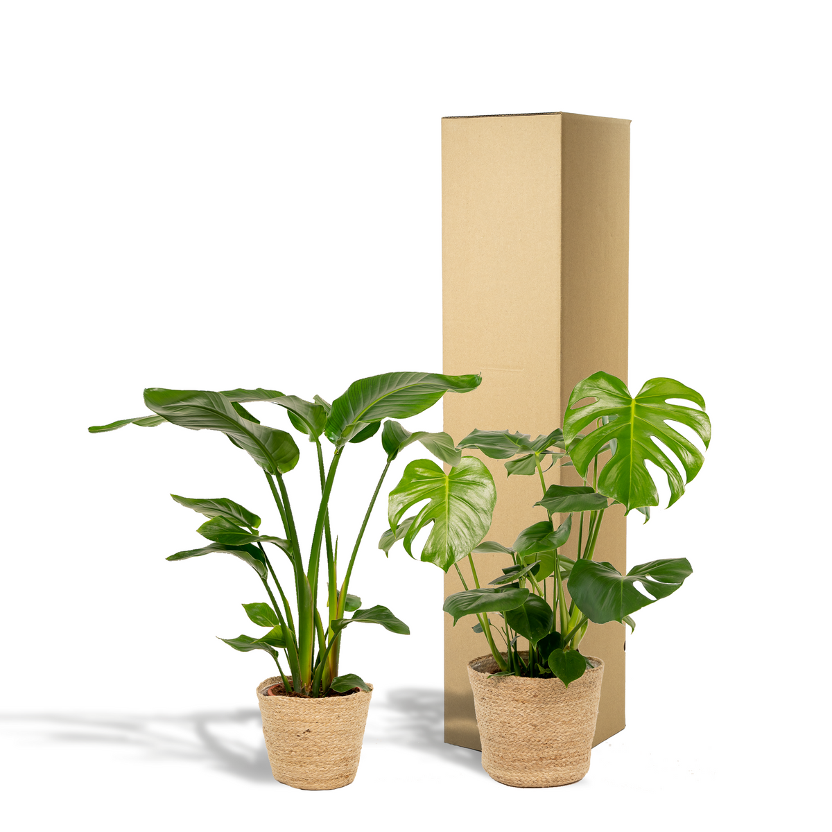 Strelitzia nicolai (Monstera) med kurv selin – Ø19 cm, 85 cm høj