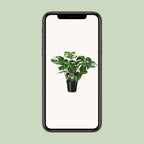 Monstera deliciosa (gatenplant) – Ø21 cm, 65 cm hoog