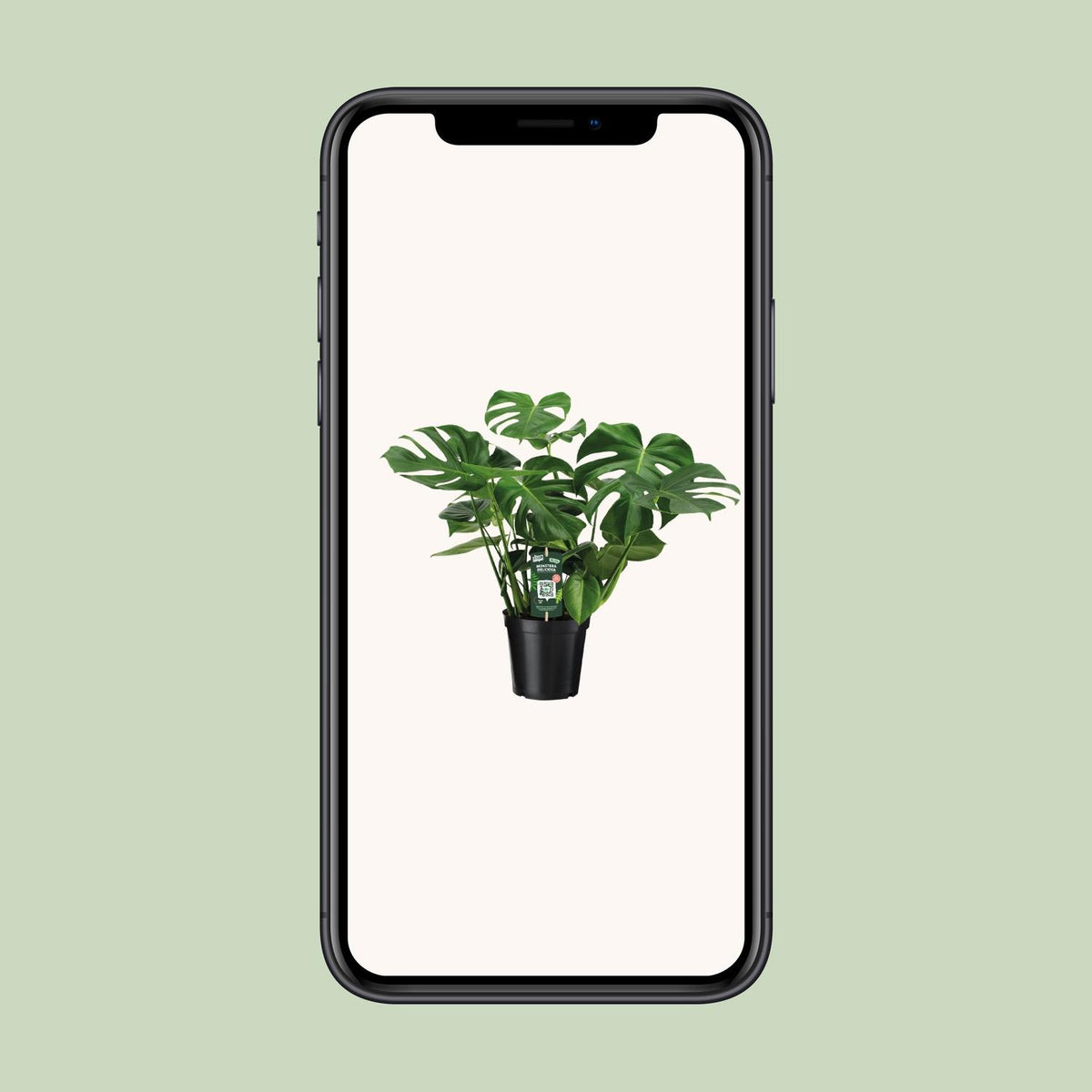 Monstera deliciosa (gatenplant) – Ø21 cm, 65 cm hoog