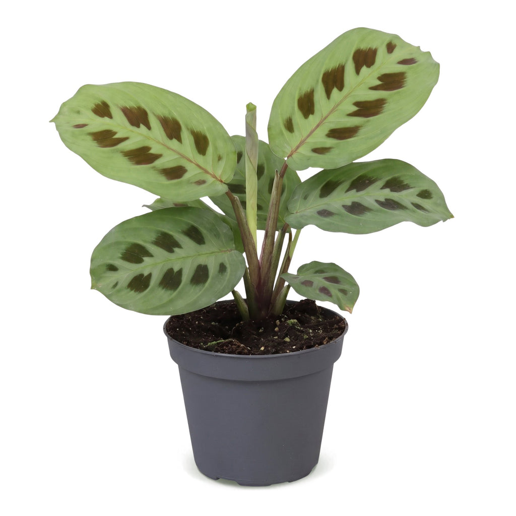 Maranta leu. 'Kerchoveana' (bedplant) – Ø6 cm, 12 cm høj