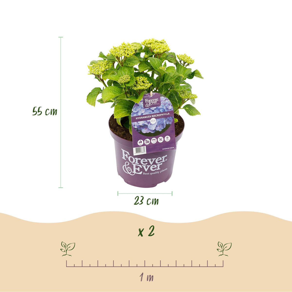 Hydrangea 'Forever & Ever' (hortensia) – blauw – 2 planten, Ø23 cm, 55 cm hoog