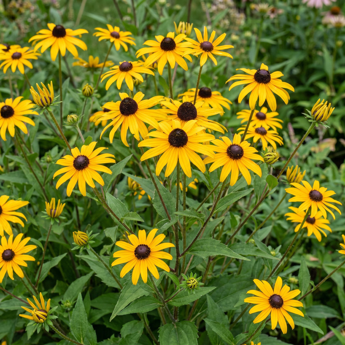 Rudbeckia fulgida 'Goldsturm' (Black-eyed Susan) – yellow – 12 plants, Ø11 cm, 15–25 cm tall – photo 5