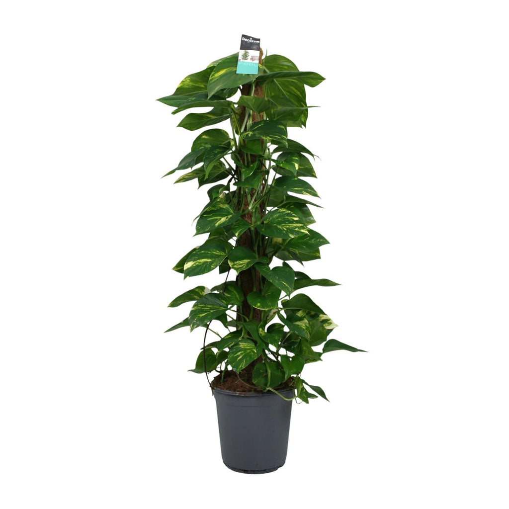 Epipremnum (scindapsus) – Ø24 cm, 120 cm høj
