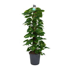 Epipremnum (scindapsus) – Ø24 cm, 120 cm høj