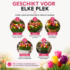 Tulpenmix – 200 bloembollen (bolmaat 11/12)