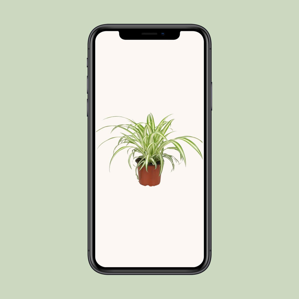 Chlorophytum (græsløg) – Ø12 cm, 25 cm høj