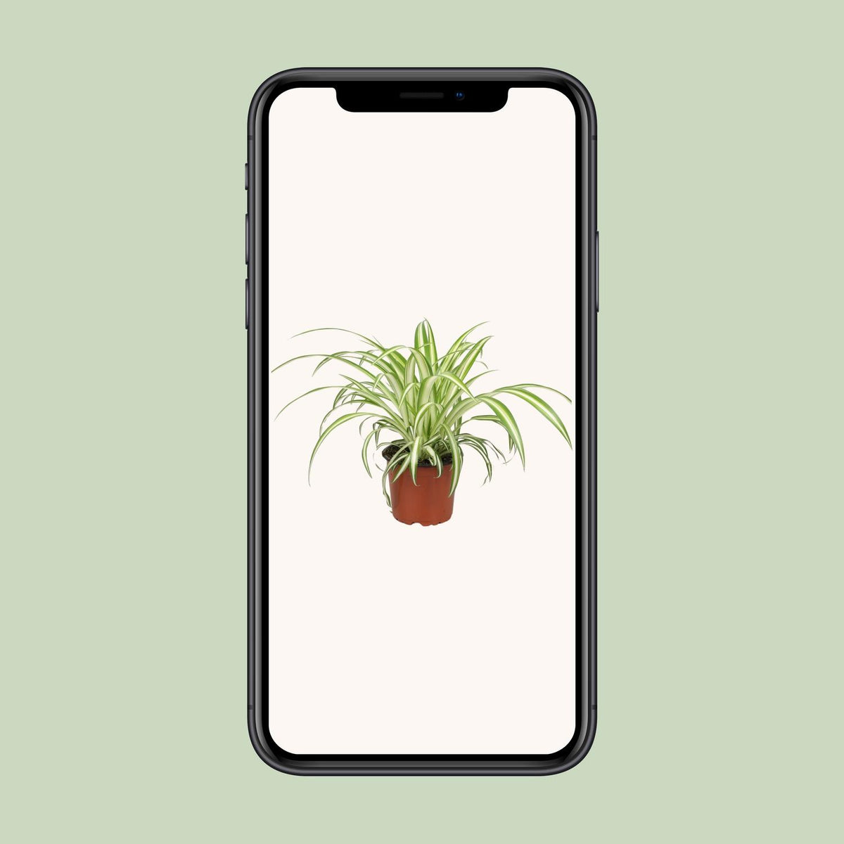 Chlorophytum (græsløg) – Ø12 cm, 25 cm høj