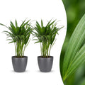 2× Areca lutescens (Dypsis) i grå Potter-pyntepotte – Ø12 cm, 45 cm høj