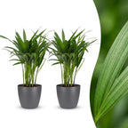 2× Areca lutescens (Dypsis) i grå Potter-pyntepotte – Ø12 cm, 45 cm høj