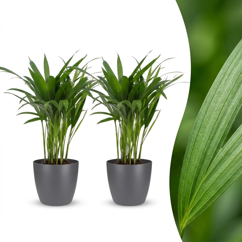 2× Areca lutescens (Dypsis) im grauen Übertopf – Ø 12 cm, 45 cm hoch