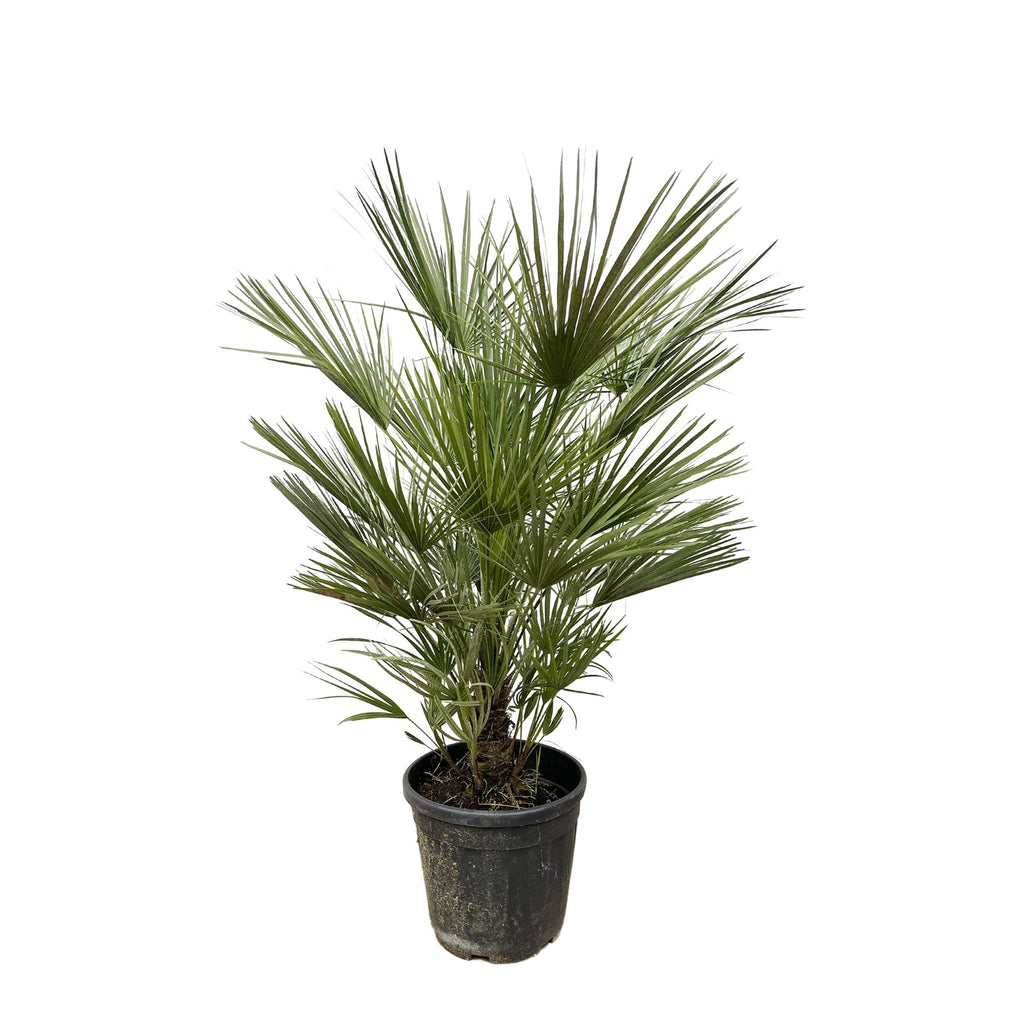 Chamaerops humilis (dwarf palm) – Ø30 cm, 150 cm high