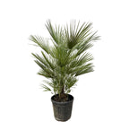 Chamaerops humilis (dwarf palm) – Ø30 cm, 150 cm high