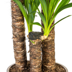 Yucca elephantipes med korg – Ø24 cm, 120–140 cm hög