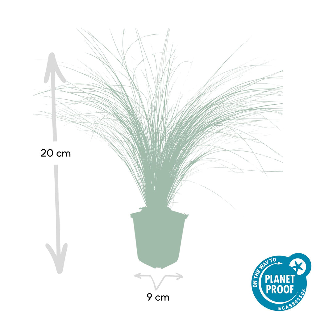 Stipa tenuissima 'Ponytails' (feather grass) – 12 plants, Ø9 cm, 10–25 cm high – photo 2