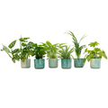 6× Verrassingsbox kamerplantjes in Ocean Round-sierpot pacifisch groen – Ø14 cm, 30 cm hoog