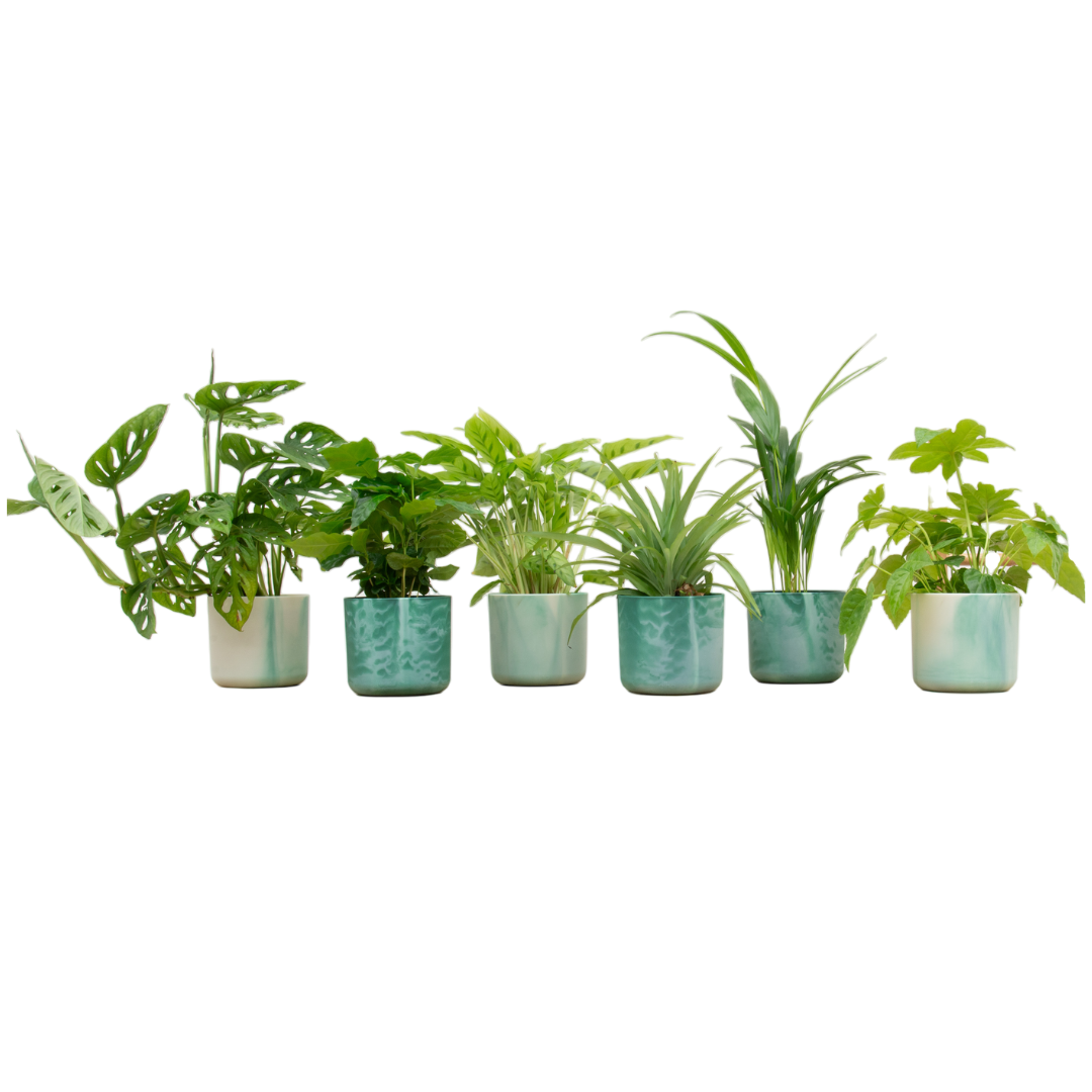 6× Verrassingsbox kamerplantjes in Ocean Round-sierpot pacifisch groen – Ø14 cm, 30 cm hoog