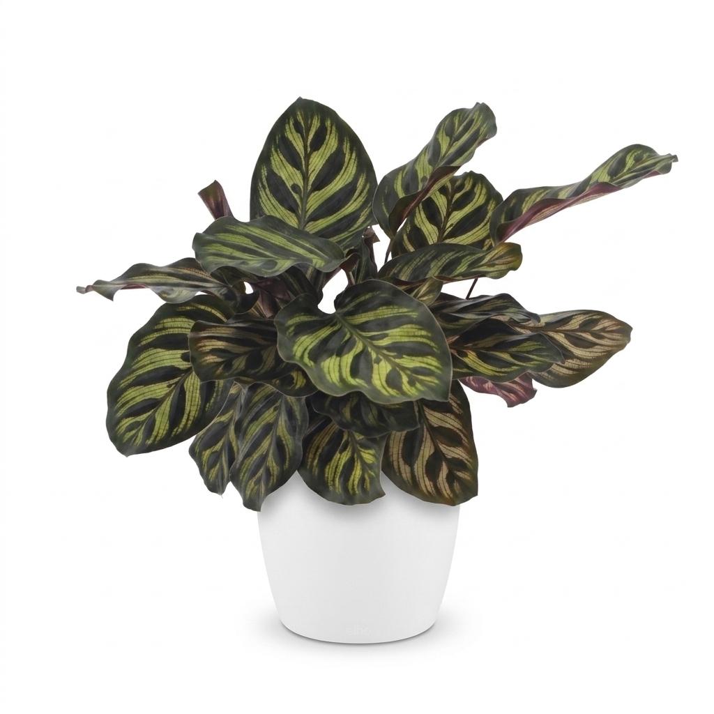 Calathea makoyana i Potter-pyntepotte hvid – Ø12 cm, 25 cm høj
