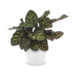 Calathea makoyana i Potter-pyntepotte hvid – Ø12 cm, 25 cm høj