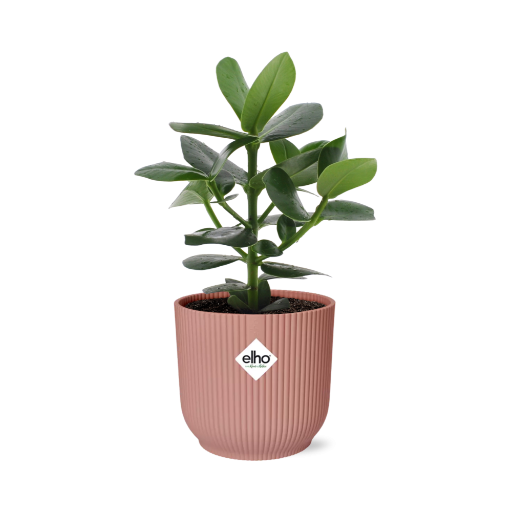 Clusia Princess in ELHO Vibes Fold 14cm rosa – 25 cm hoch
