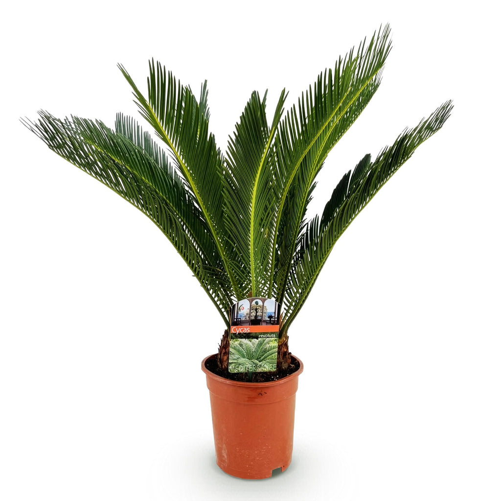 Cycas revoluta (sago palm) – Ø17 cm, 55–65 cm high – photo 2