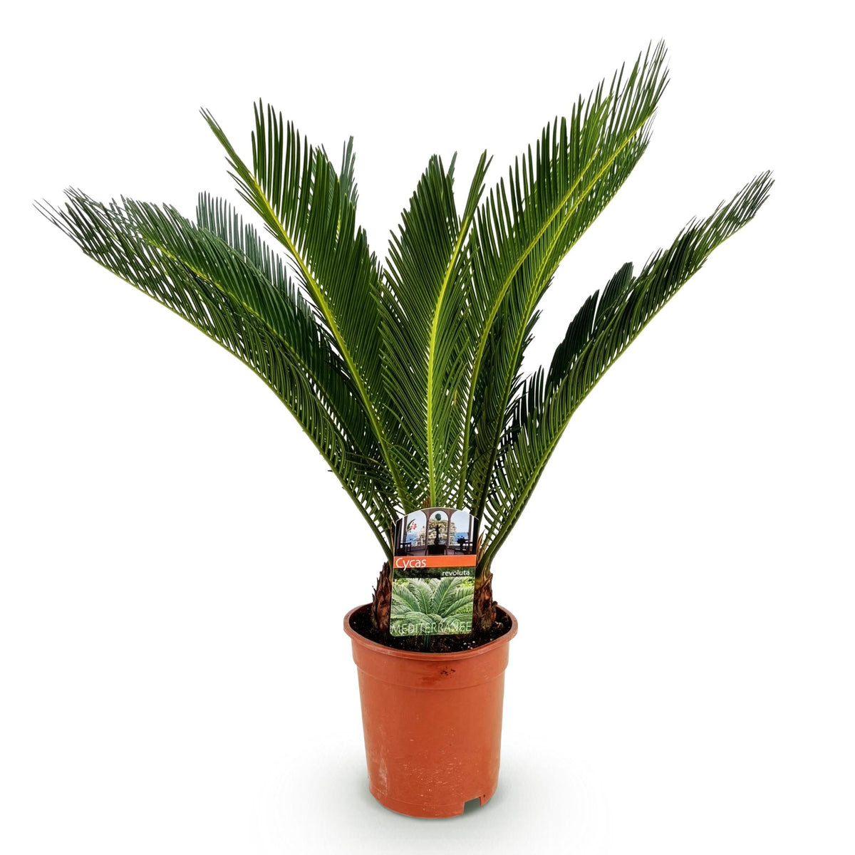 Cycas revoluta (sago palm) – Ø17 cm, 55–65 cm high – photo 2