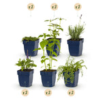 Duftendes Beetrandpaket – 12 Pflanzen, Ø 11 cm, 15–25 cm hoch