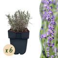 Lavandula angustifolia 'Hidcote' (grey foliage) – 6 plants, Ø17 cm, 30 cm high