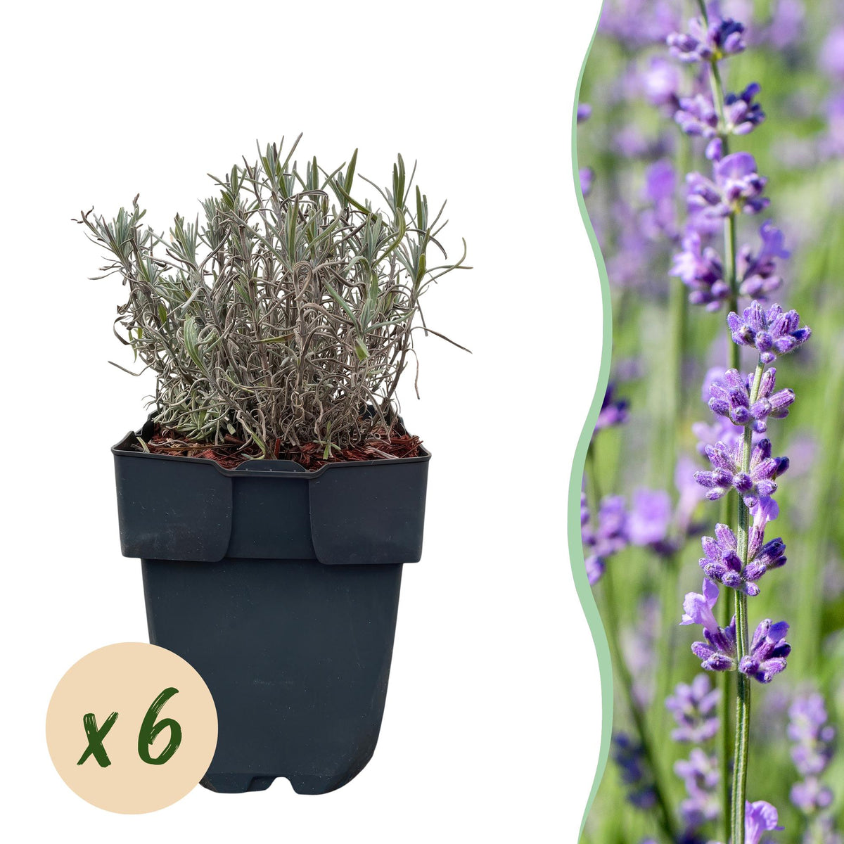Lavandula angustifolia 'Hidcote' (blad grijs) – 6 planten, Ø17 cm, 30 cm hoog