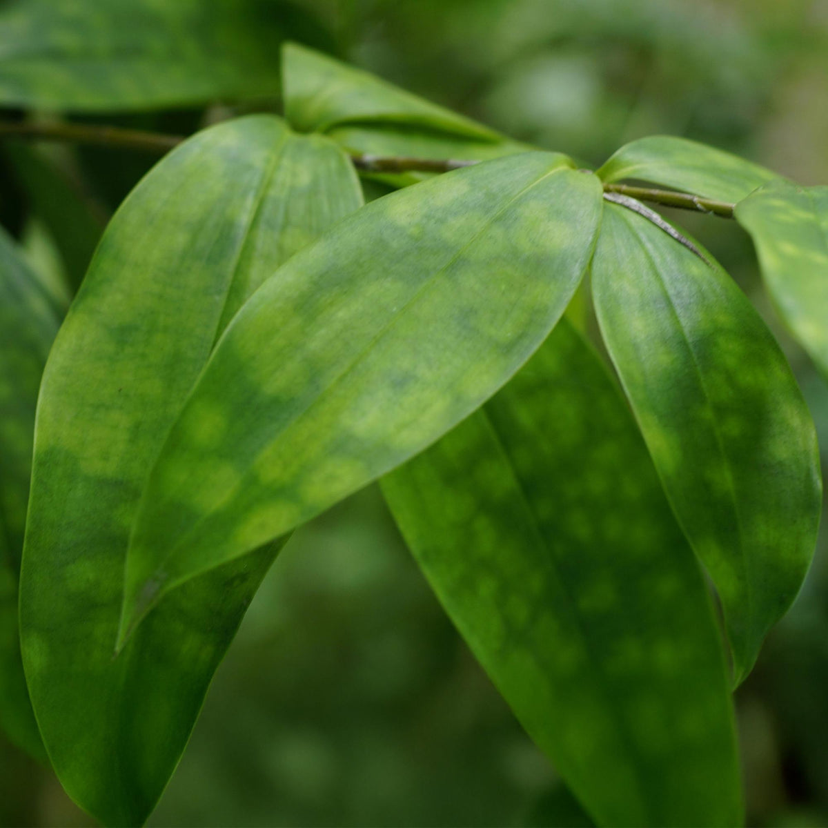 Dracaena surculosa (drakenboom) – Ø17 cm, 60–70 cm hoog