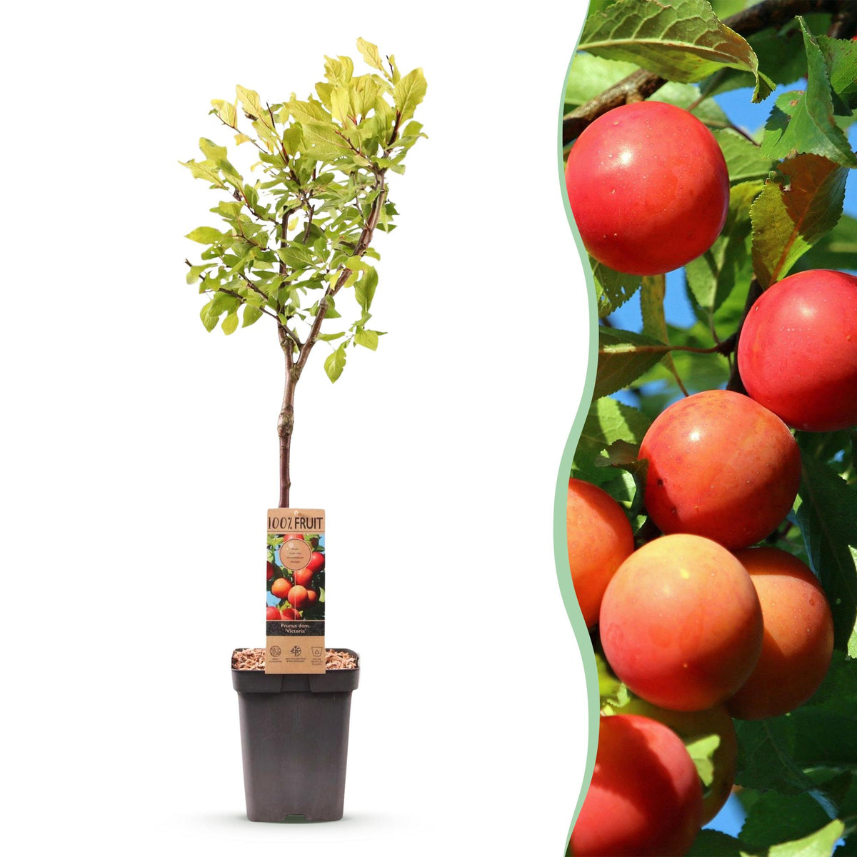 Prunus domestica 'Victoria' (Pflaumenbaum) – Ø 21 cm, 90 cm hoch