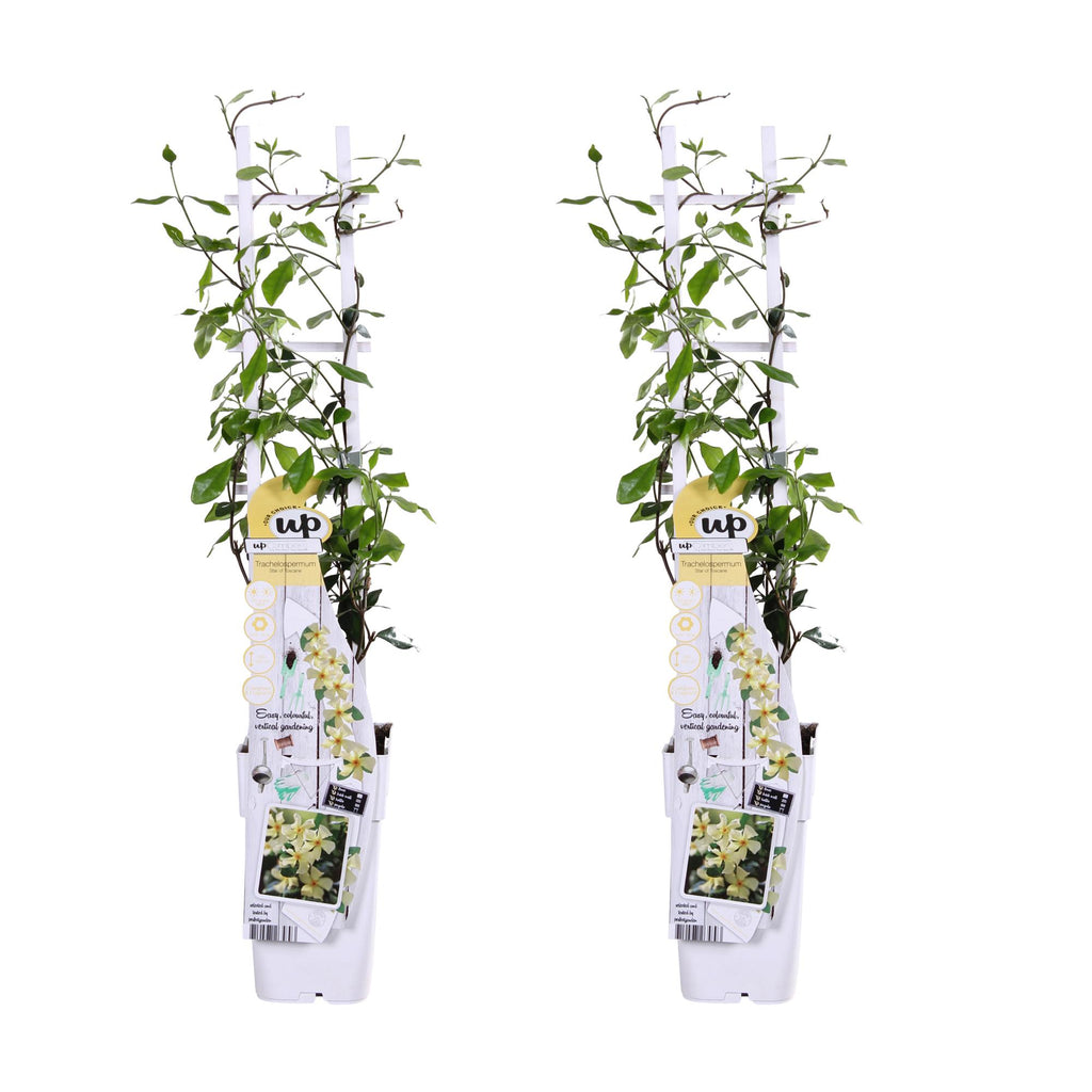 Trachelospermum 'Star Of Toscana' (star jasmine) – 2 plants, Ø15 cm, 65 cm high