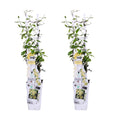 Trachelospermum 'Star Of Toscana' (star jasmine) – 2 plants, Ø15 cm, 65 cm high