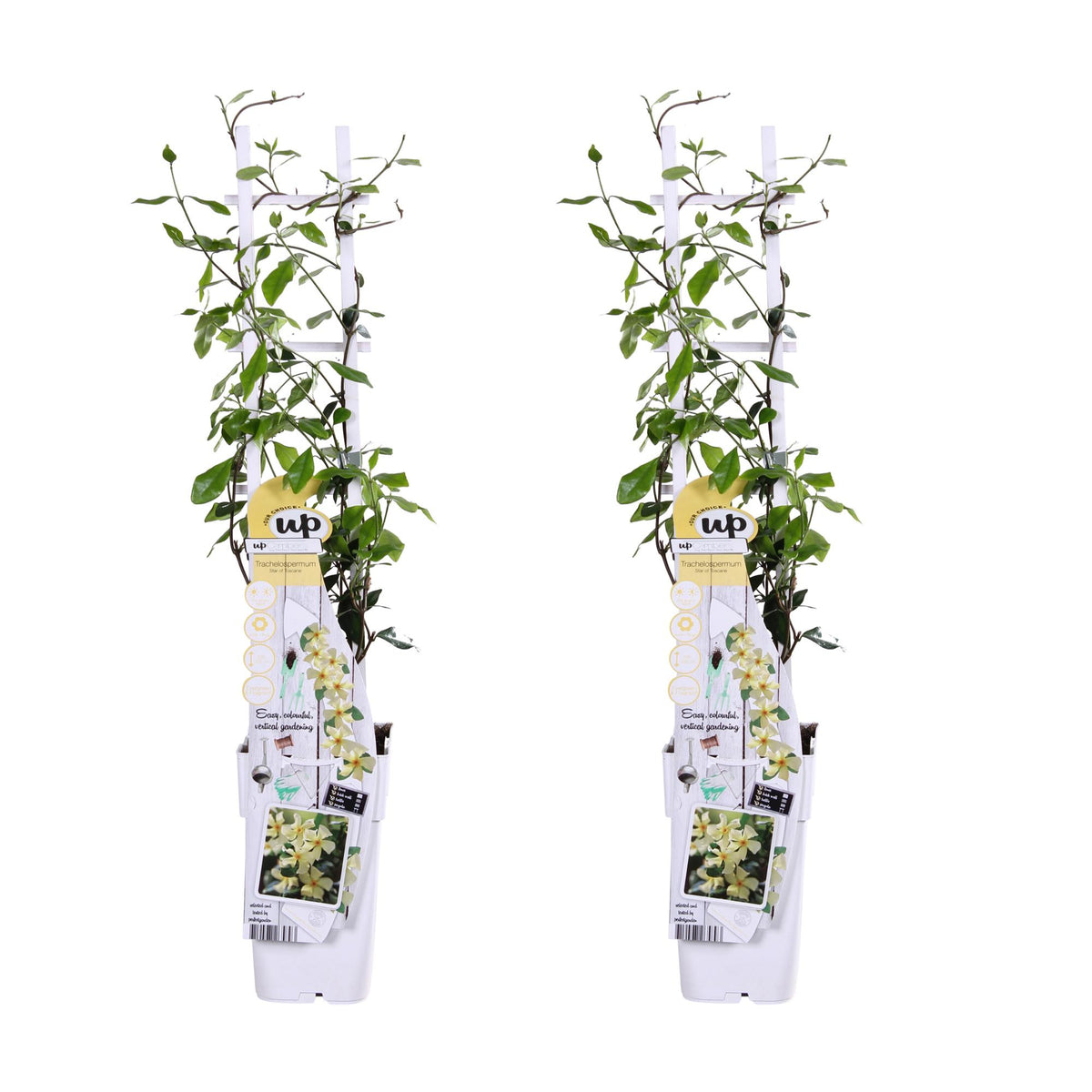 Trachelospermum 'Star Of Toscana' (star jasmine) – 2 plants, Ø15 cm, 65 cm high