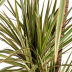 Dracaena marginata Bicolor (Drachenbaum) mit Korb – Ø 21 cm, 110–130 cm hoch