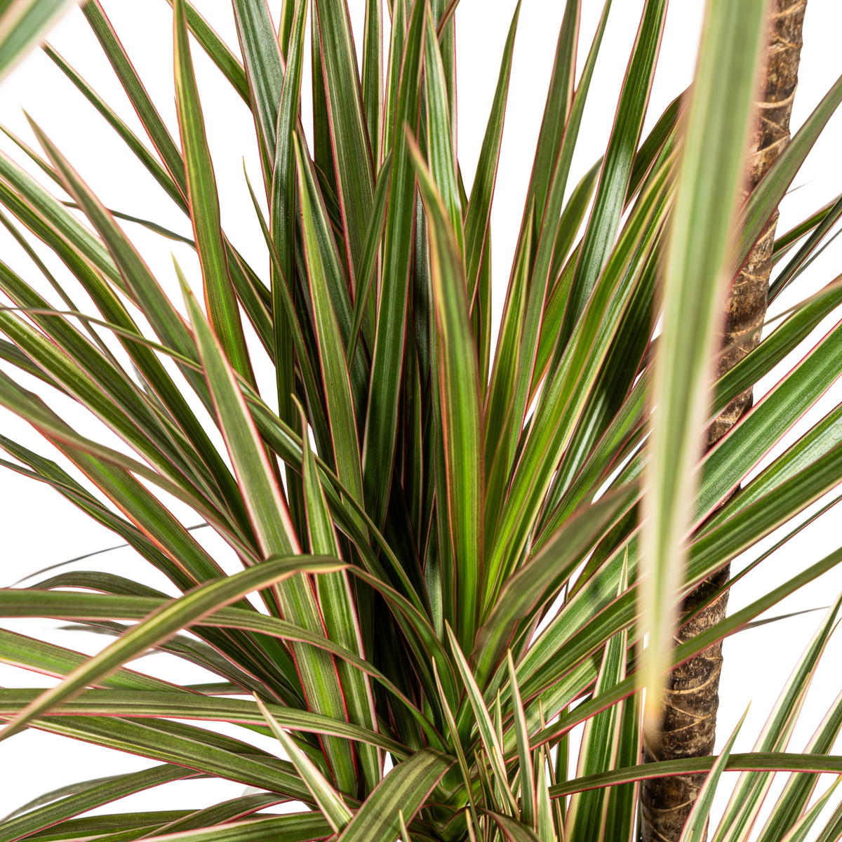 Dracaena marginata Bicolor (drakenboom) met mand – Ø21 cm, 110–130 cm hoog