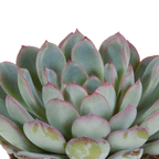 Echeveria mix zonder sierpot – Ø9 cm, 15 cm hoog